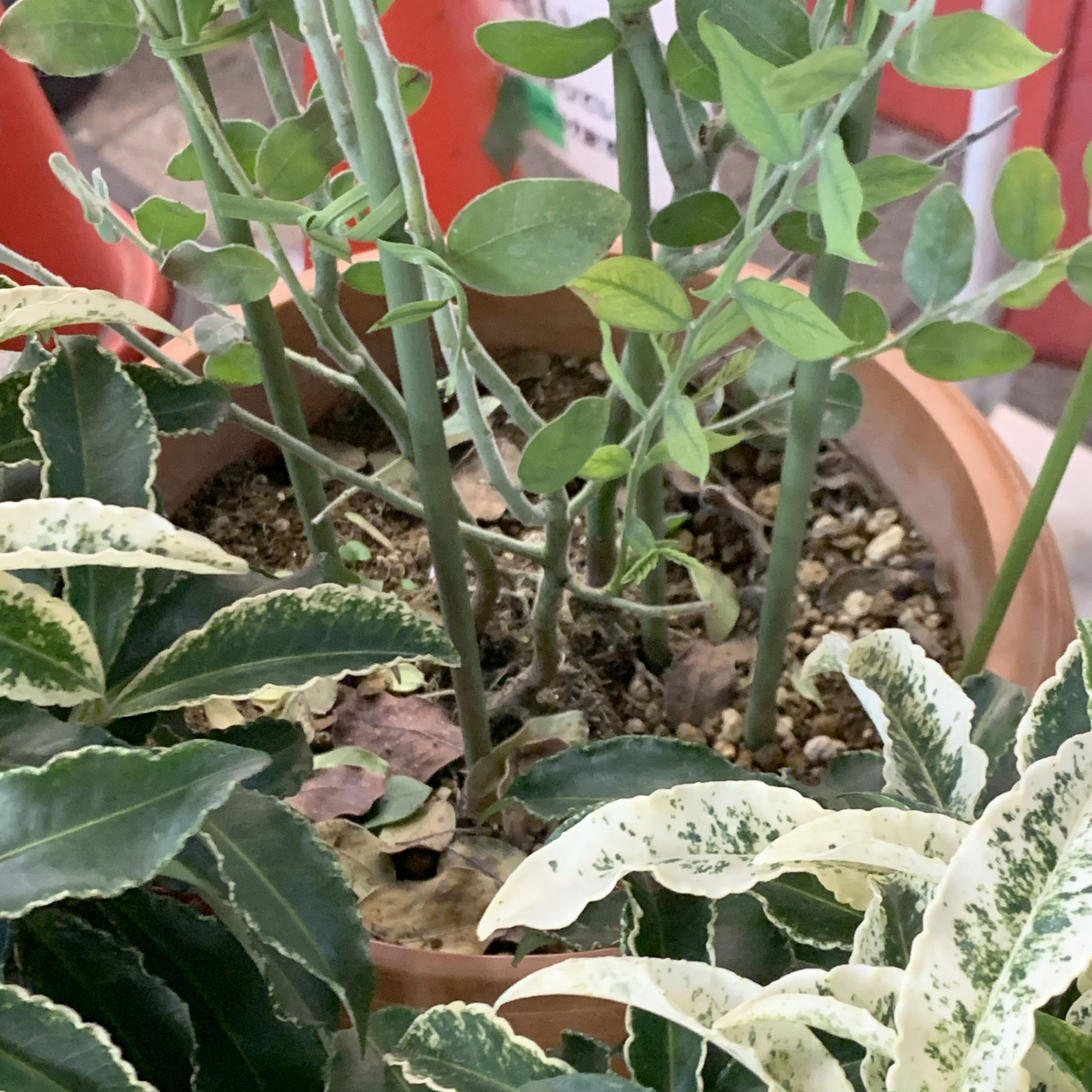 残念な植物シリーズ パールアカシア リョウチクプランツショップリョウチクプランツショップ