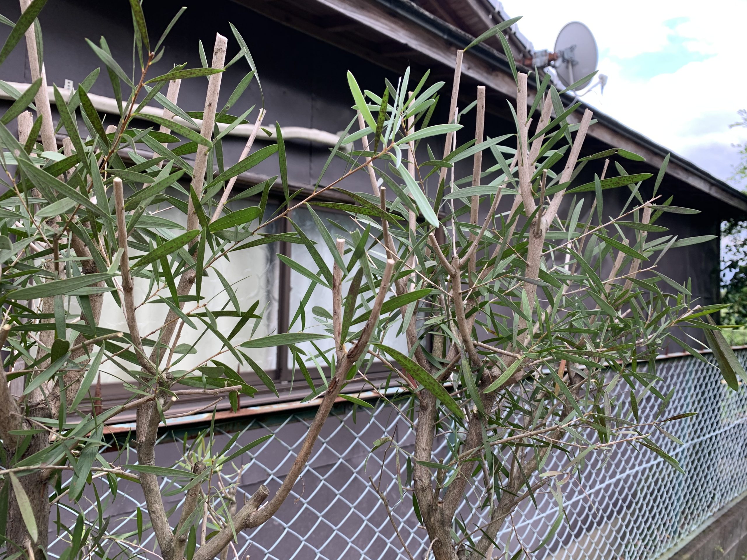 メラレウカとカリステモンの剪定 リョウチクプランツショップリョウチクプランツショップ メラレウカとカリステモンの剪定 リョウチクプランツショップリョウチクプランツショップ