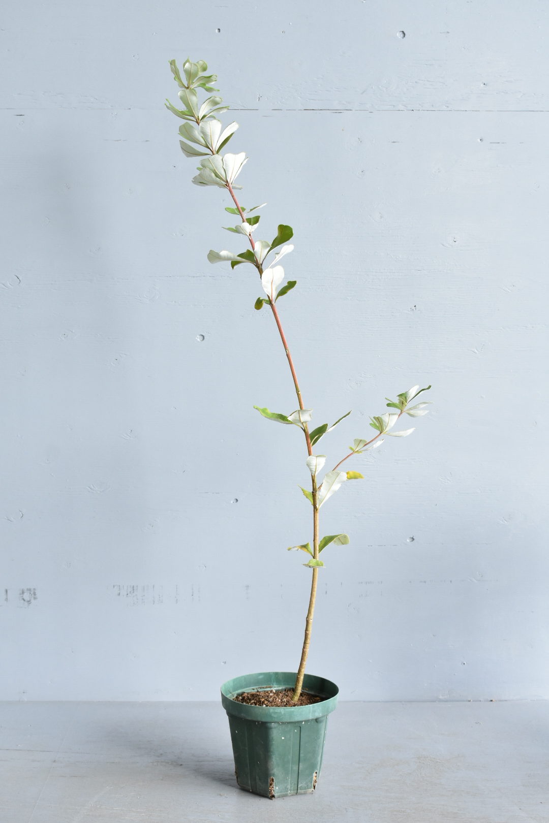 バンクシアは剪定が必要！ | 両筑プランツショップ